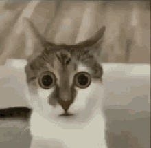 confused gif