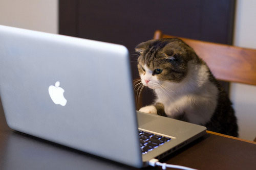 let me google that for you
