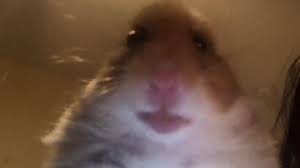 fDnWxq
