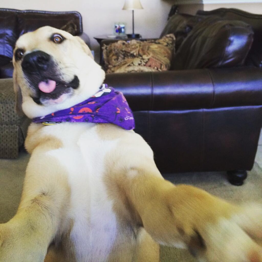lCrpYA
