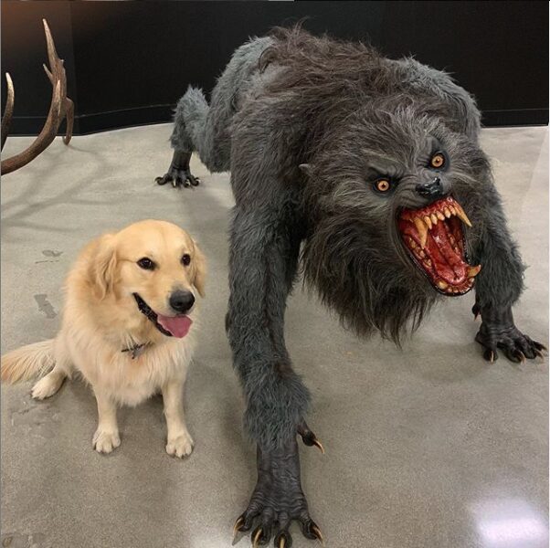 dog meme